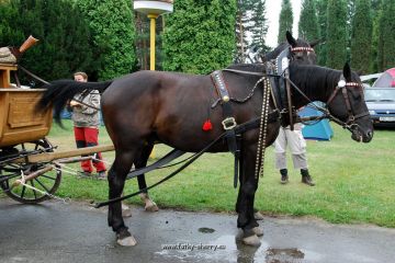 18-Mohelnicak2009-krasni konici v historickem zaprahu.jpg